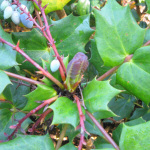Nieuwe bladknop aan de Mahonia bealei
