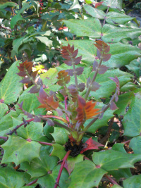 Nieuw blad aan de Mahonia bealei