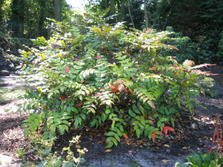 Mahonia bealei
