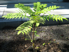 Mahonia x media Charity, een klein en schattig baby-mahoniaatje