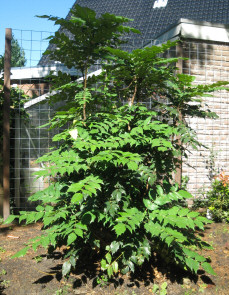 Mahonia x media Charity, de grotere broer of zus