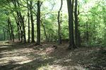 Ook hier is het erg groen