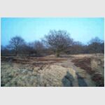 Ballo�rveld