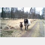 poseren